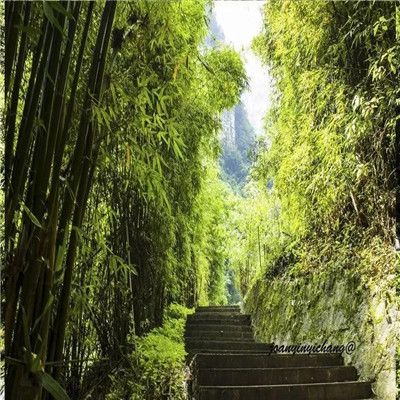 宜昌三峡竹海一日游