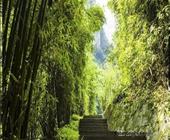 宜昌三峡竹海一日游