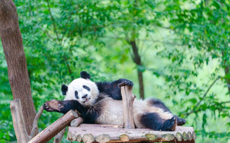寻天府哪吒奇迹~成都夏令营双动5天