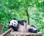 寻天府哪吒奇迹~成都夏令营双动5天